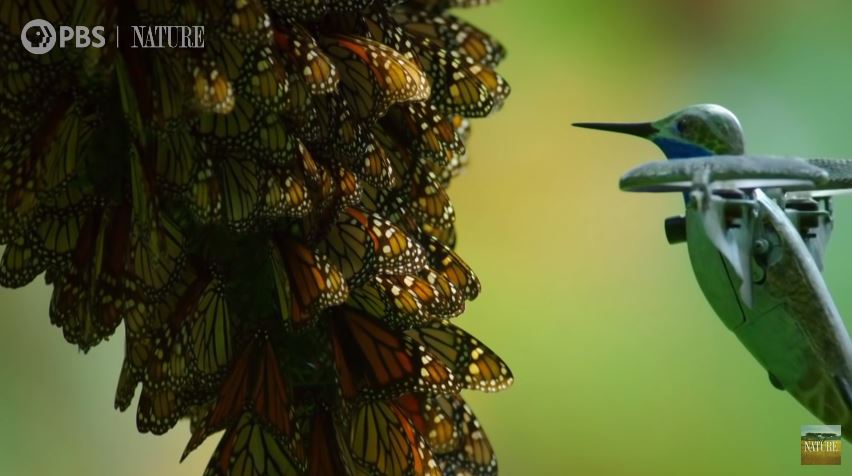 Dron koliber - Nature on PBS