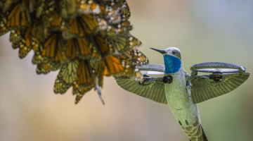 Dron koliber - Nature on PBS