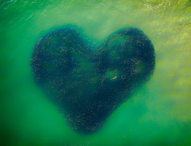 Photo of the year - "Love Heart of Nature " by Jim Picôt